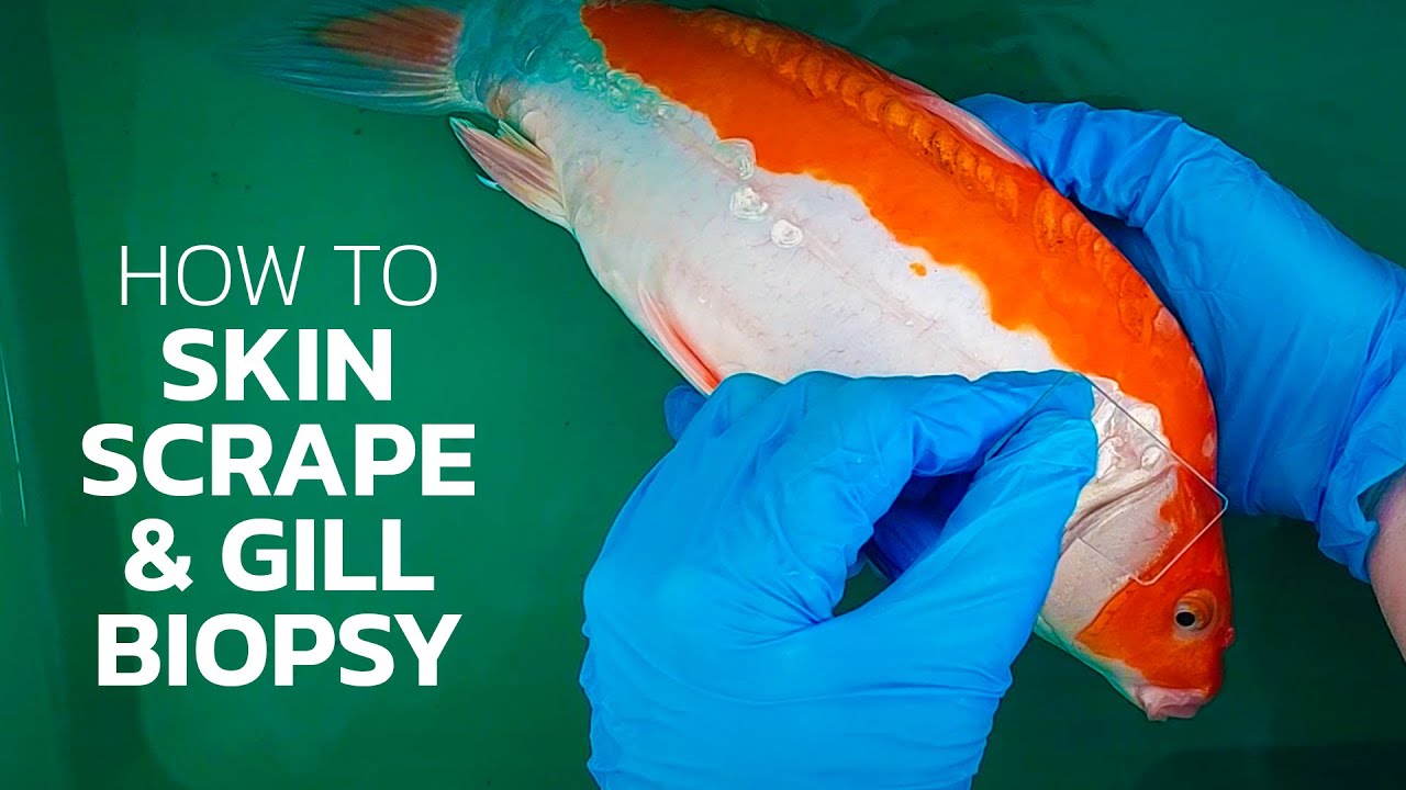 How To Take a Fish Skin Scrape & Gill Biopsy from Big Aquarium or Pond Fish