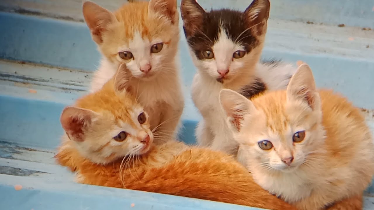 Cute kittens... 😺 #cat #pet
