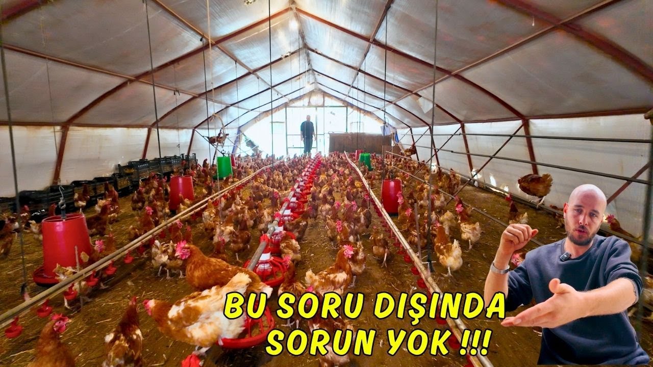 500 TAVUK AYDA NE PARA KAZANDIRIR ? | '' Asgari Ücrete teslim olma, girişimci ol !! ''