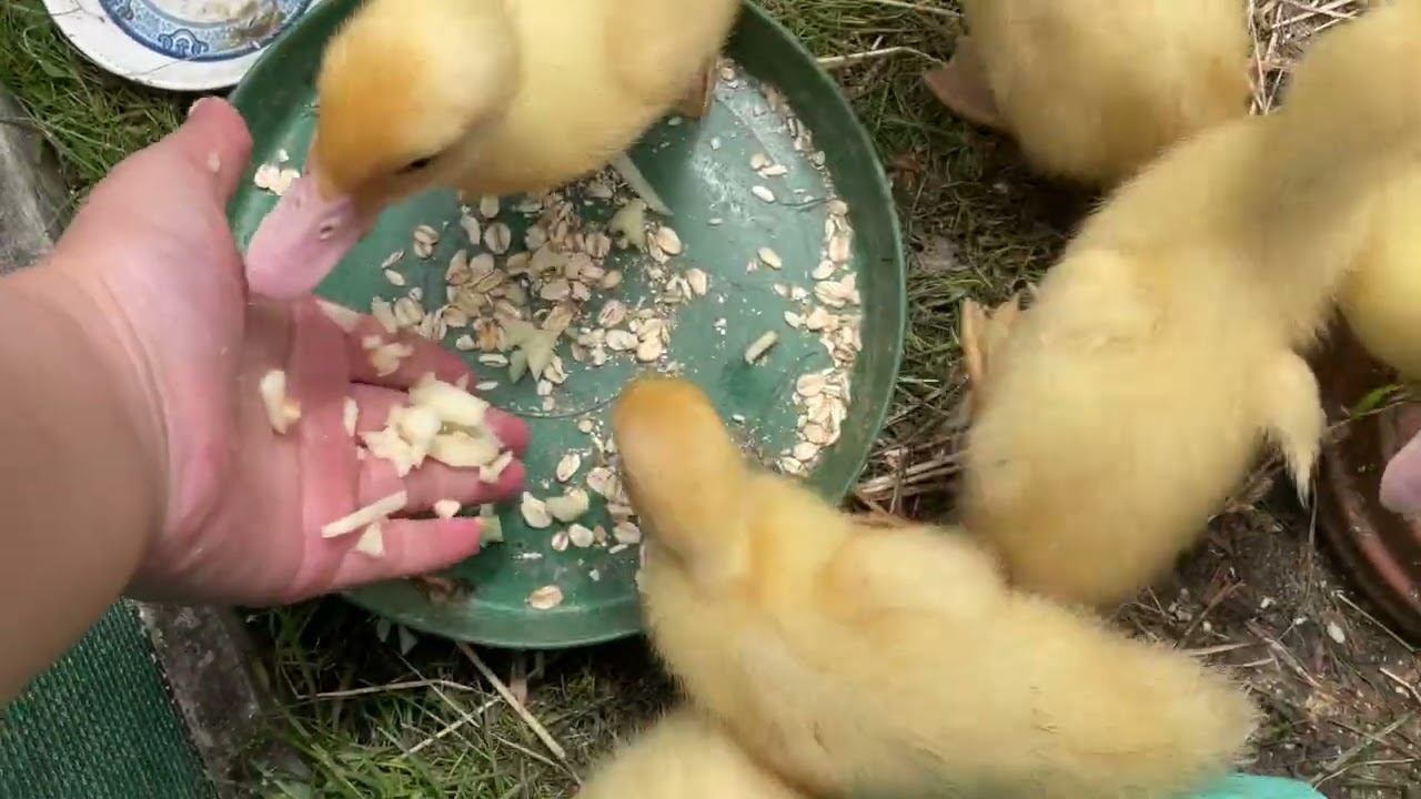 Feed the ducklings and the rabbit with me…..