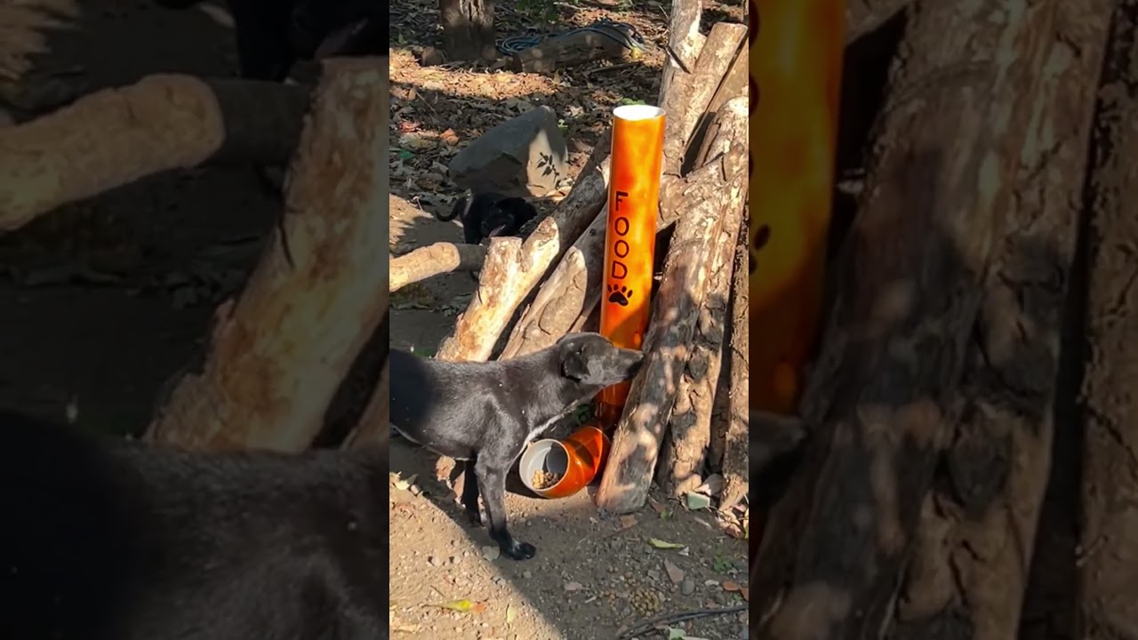 WATCH: The Heartbreak That Launched Rescue Paws 💔 (1 Bracelet = 10 Meals)  #doglife #rescuedog