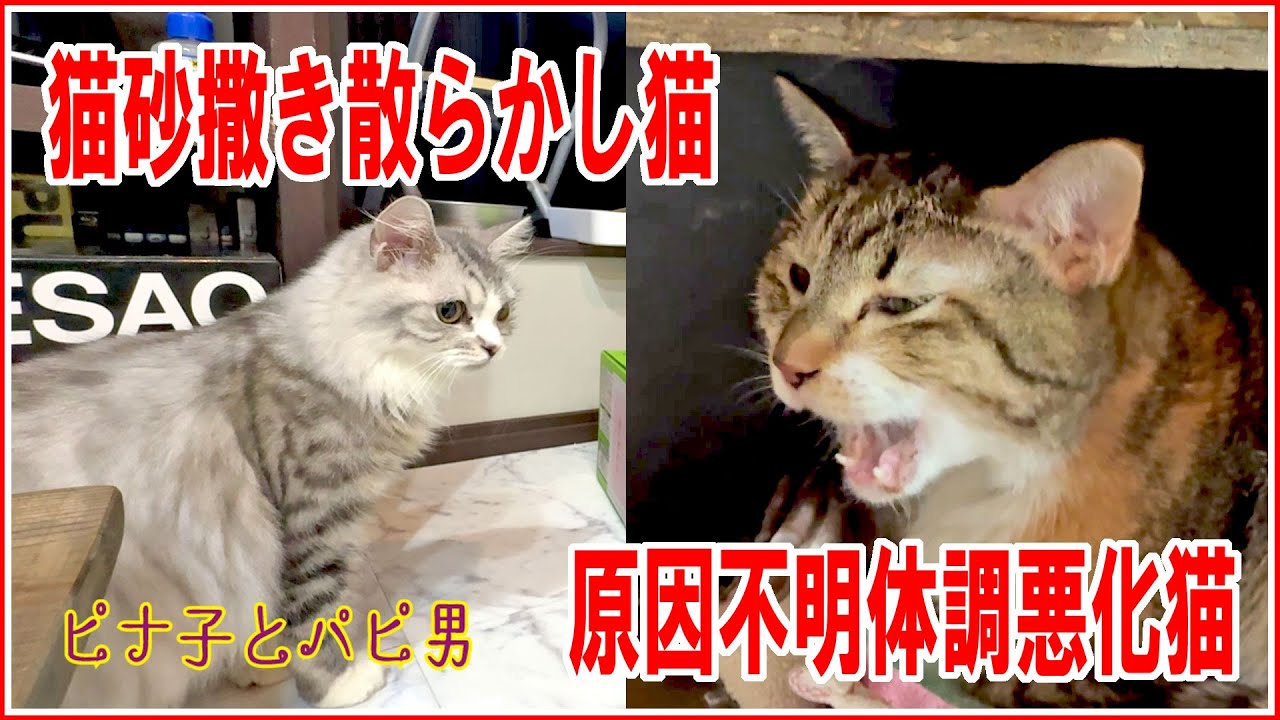 【ピナ子とパピ男】また猫砂撒き散らかし猫対策！そしてピナ子は・・・ #猫動画 #CAT #猫のいる暮らし