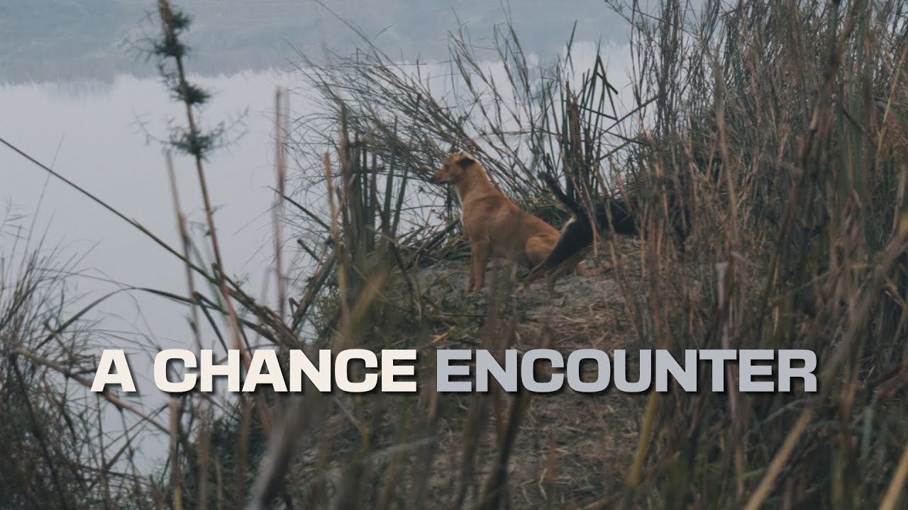 A Lesson from the Wild | Understanding Free-Roaming Dogs | Panasonic Lumix S5 + 20-60mm