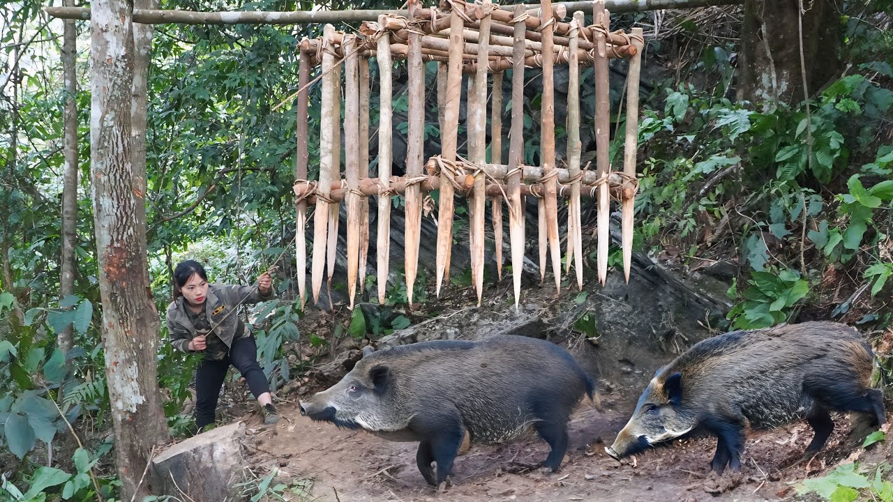 Wild boar raids shelter at midnight, survives the night, survival alone