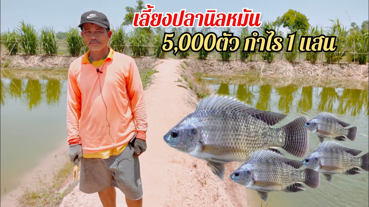 เลี้ยงปลานิล 5,000ตัวกำไร 1แสน เลี้ยงง่ายๆ ให้อาหารทุกวัน รายได้ดี 1ปี2ครั้ง