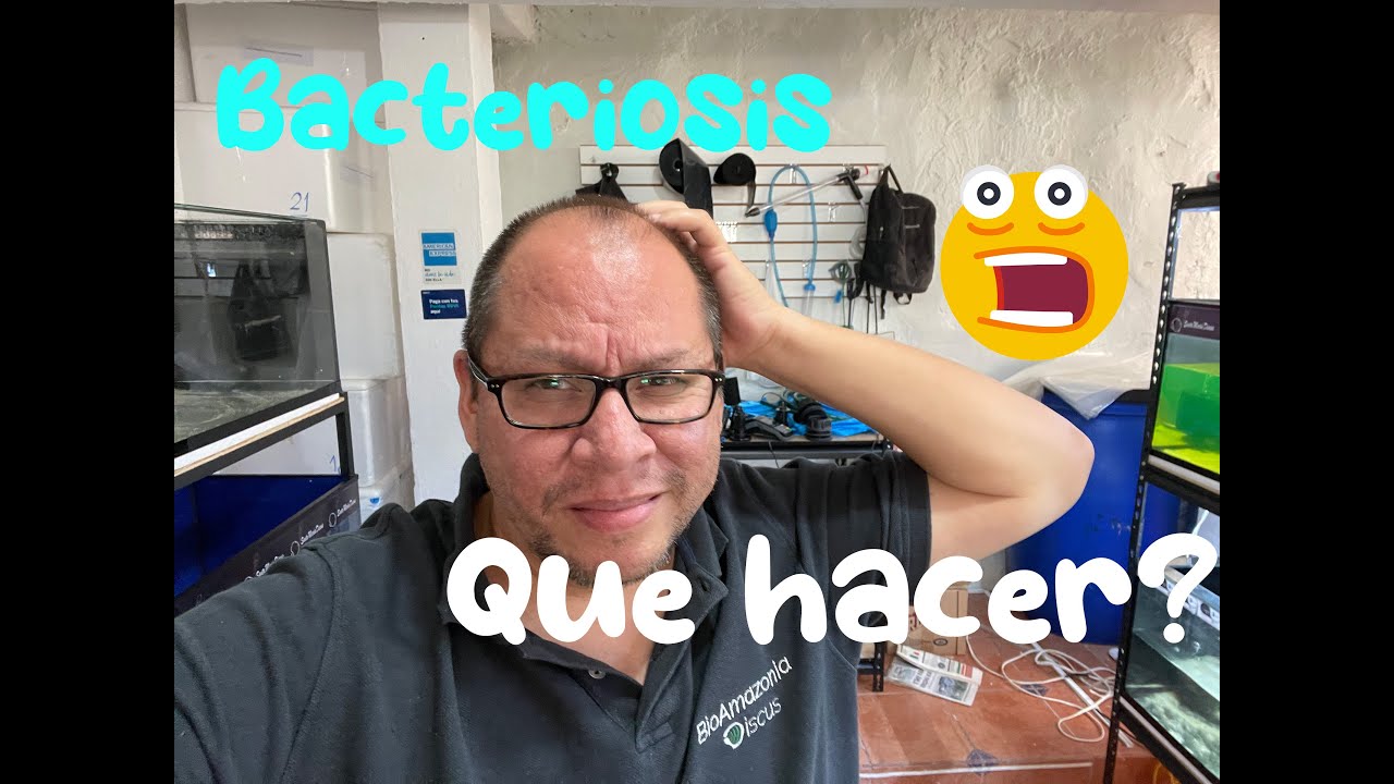 Bacteriosis en Peces Disco 😓 ¿Qué hacer?