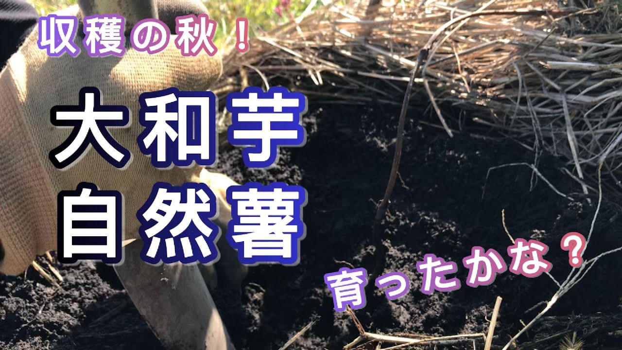 自然栽培　収穫の秋！【大和芋自然薯】