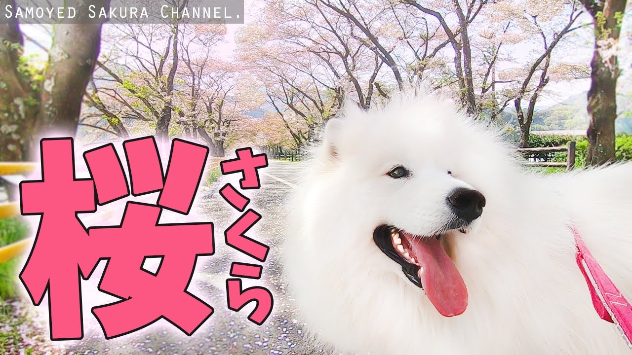 お花見に行ってビショ濡れになるサモエドさくら