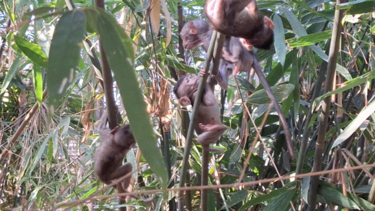 Adorable Baby Monkey in Angkor Area, #106.