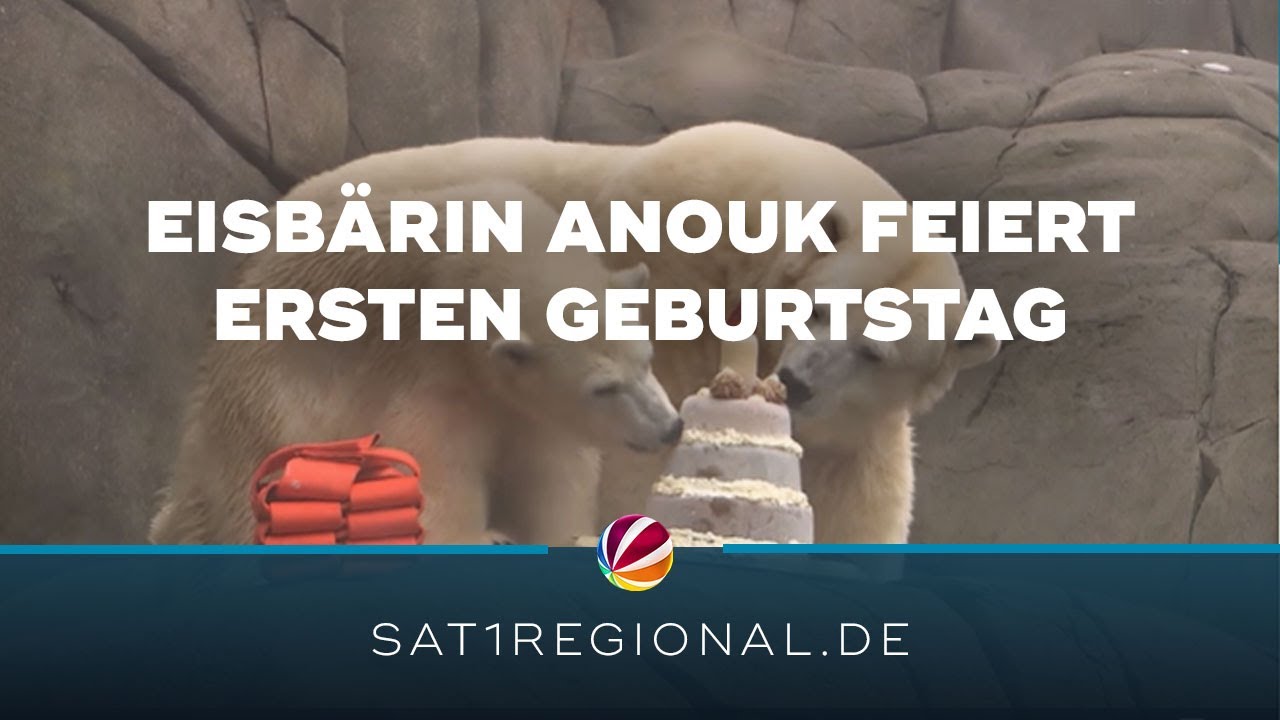 Hagenbecks Eisbärin Anouk feiert ihren ersten Geburtstag