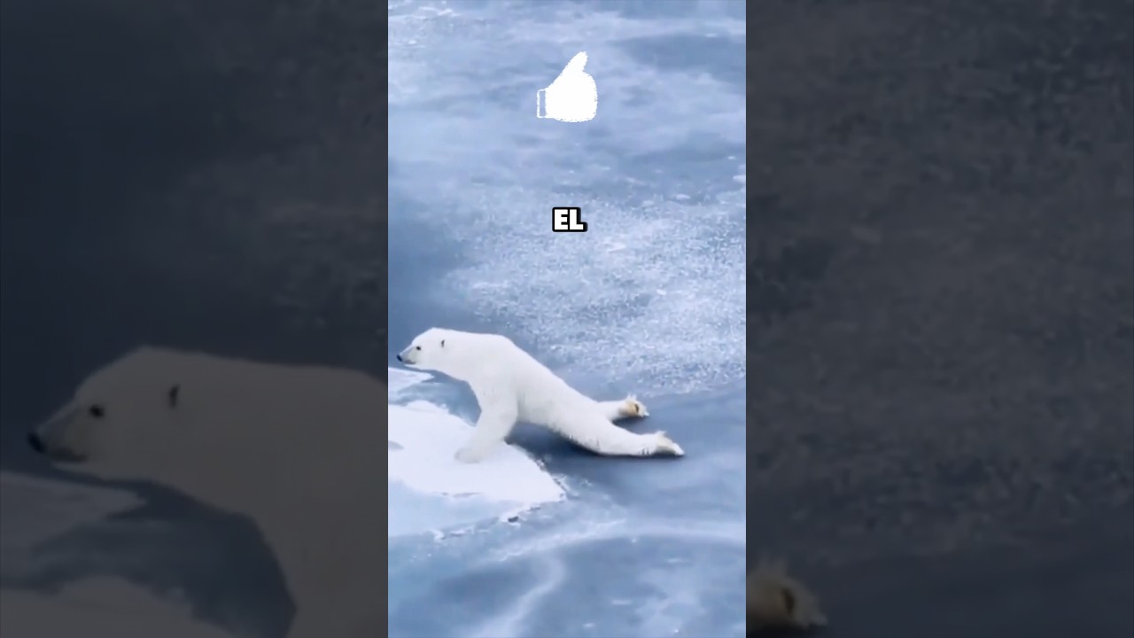 🐻 El OSO POLAR que DESAFIÓ las LEYES de la FÍSICA ❄️🐾 