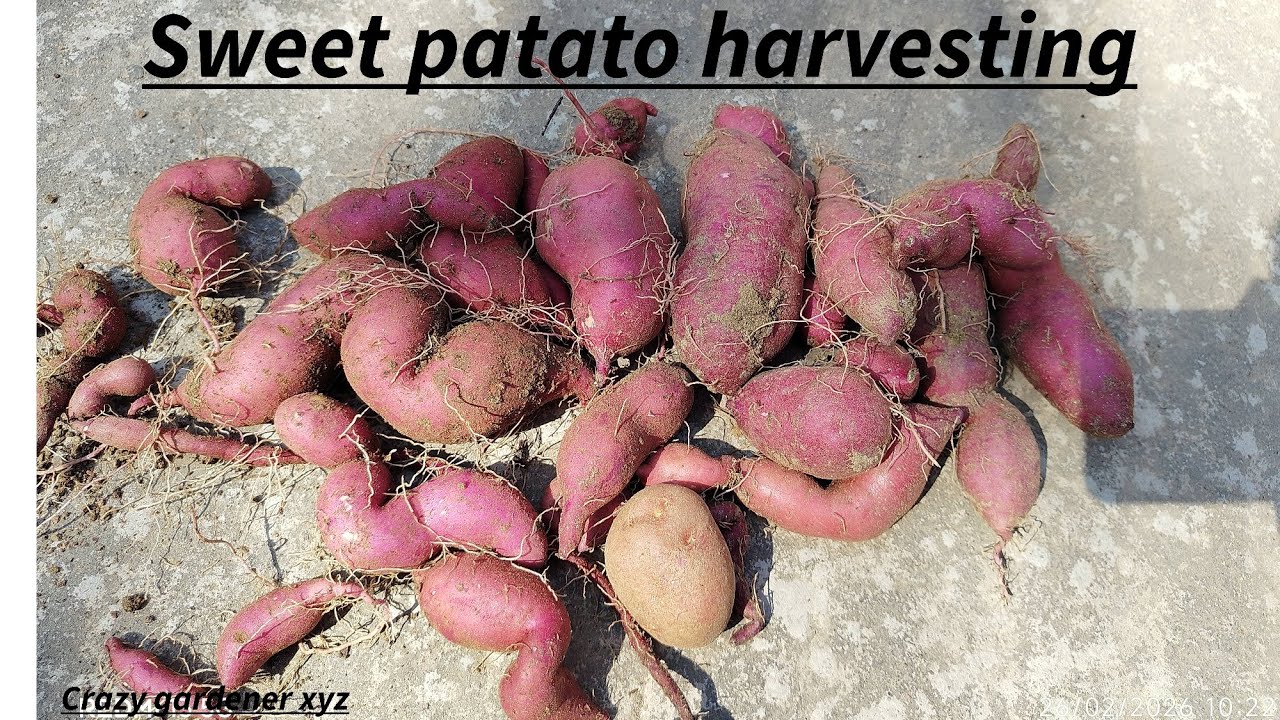 Sweet potato harvesting