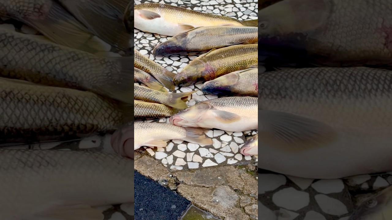 ASMR Stuffed Caspian Carp Over Fire | Wild Nature Cooking Sounds ( fast version ) 