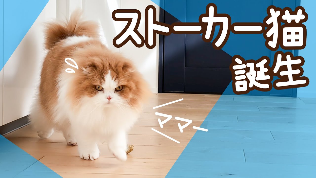 片付けを始めたら、猫がストーカー化しました