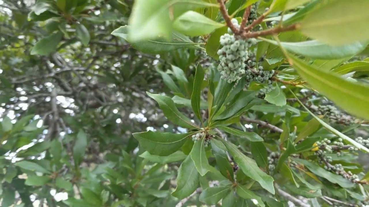 Wax Myrtle Called Bayberry Tree by Michael's Bluffton, SC