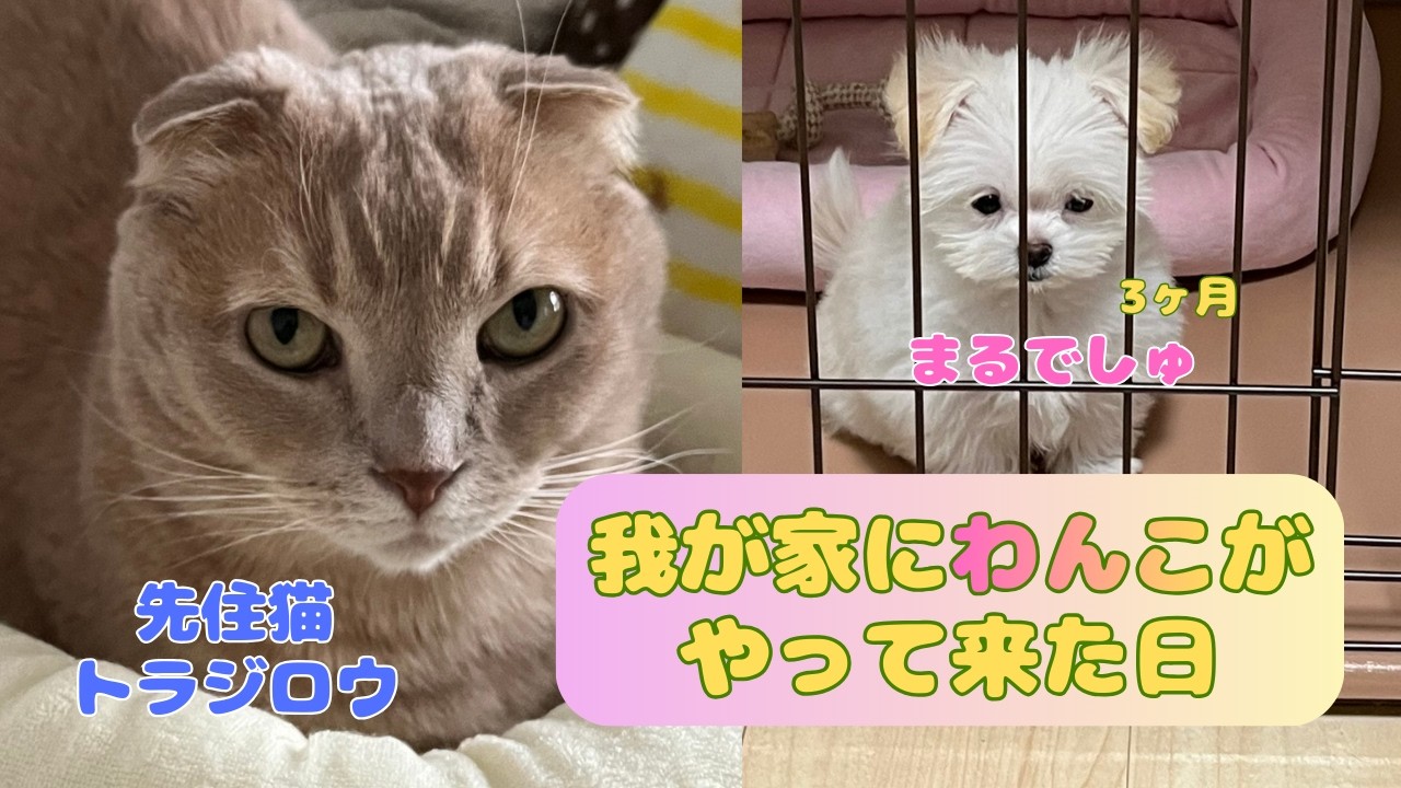 【猫と犬を飼う】ポメマルが家に来た初日 短足マンチカンの反応がこちら ●トラジロウとまる#cat#dog#マンチカン#短足マンチカン#猫と犬#先住猫#癒やし#猫#子犬お迎え