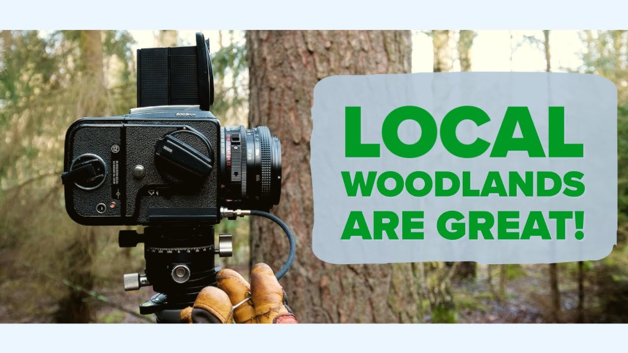 Photographing local woodlands, w. Hasselblad 2003 FCW | A landscape photography vlog