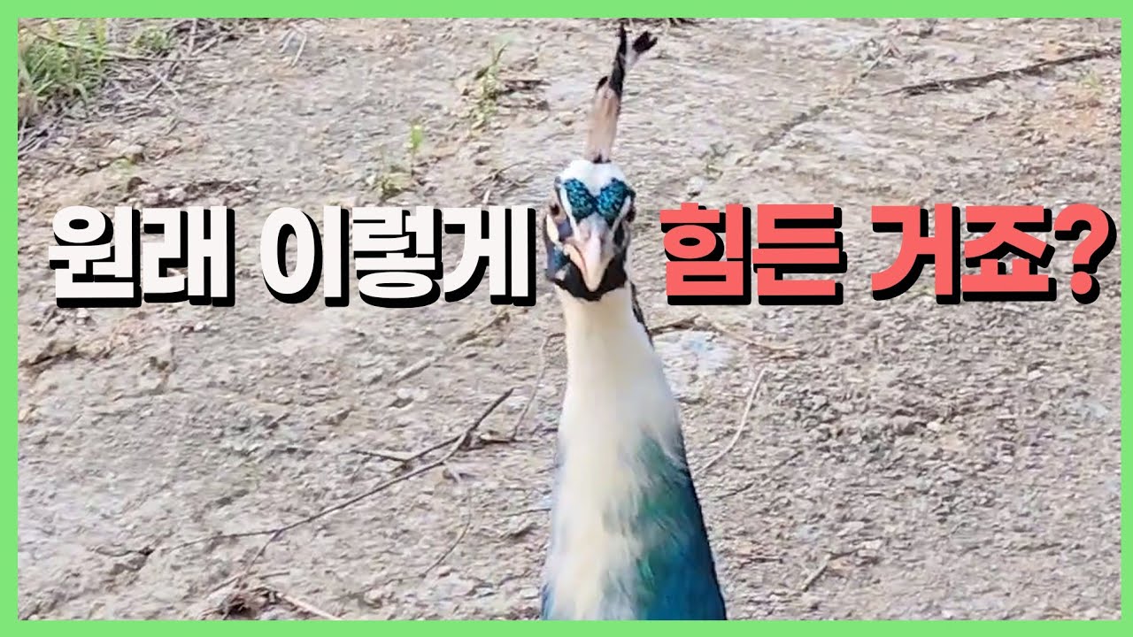 공작새🦚 키우지 마세요.