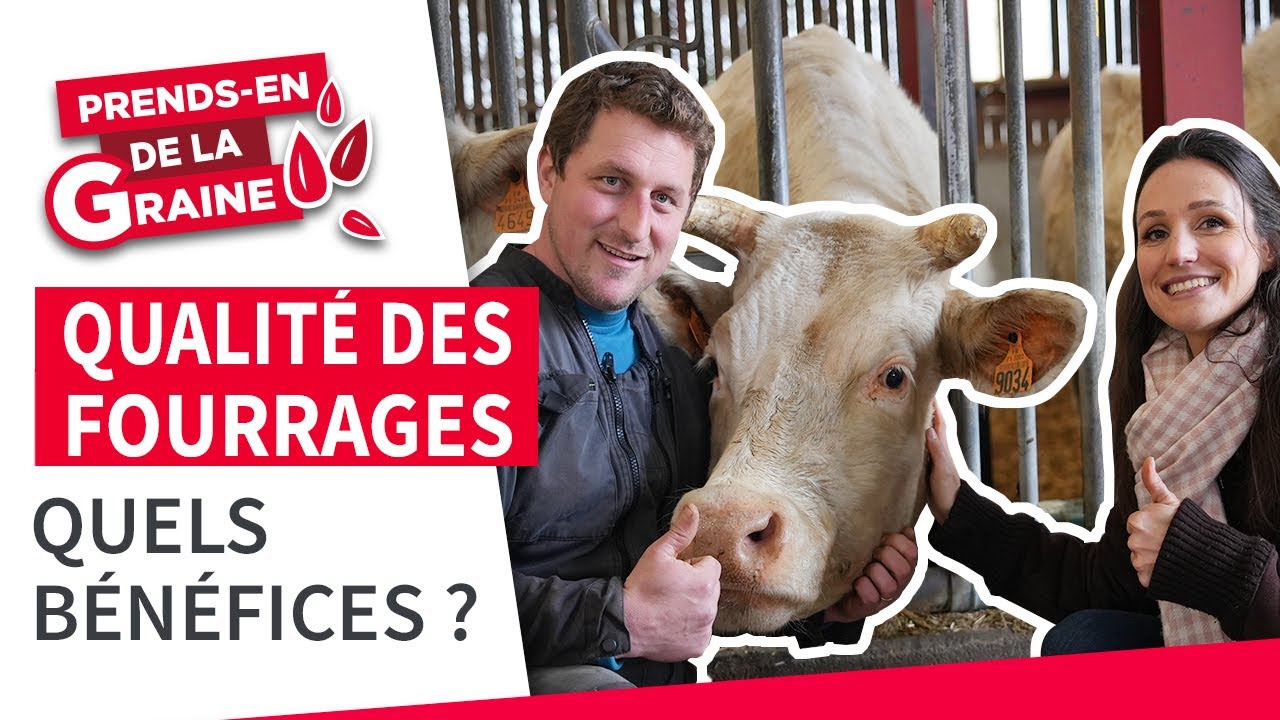 Ration vaches allaitantes : objectif qualité des fourrages | Prends-en de la graine | LG Seeds