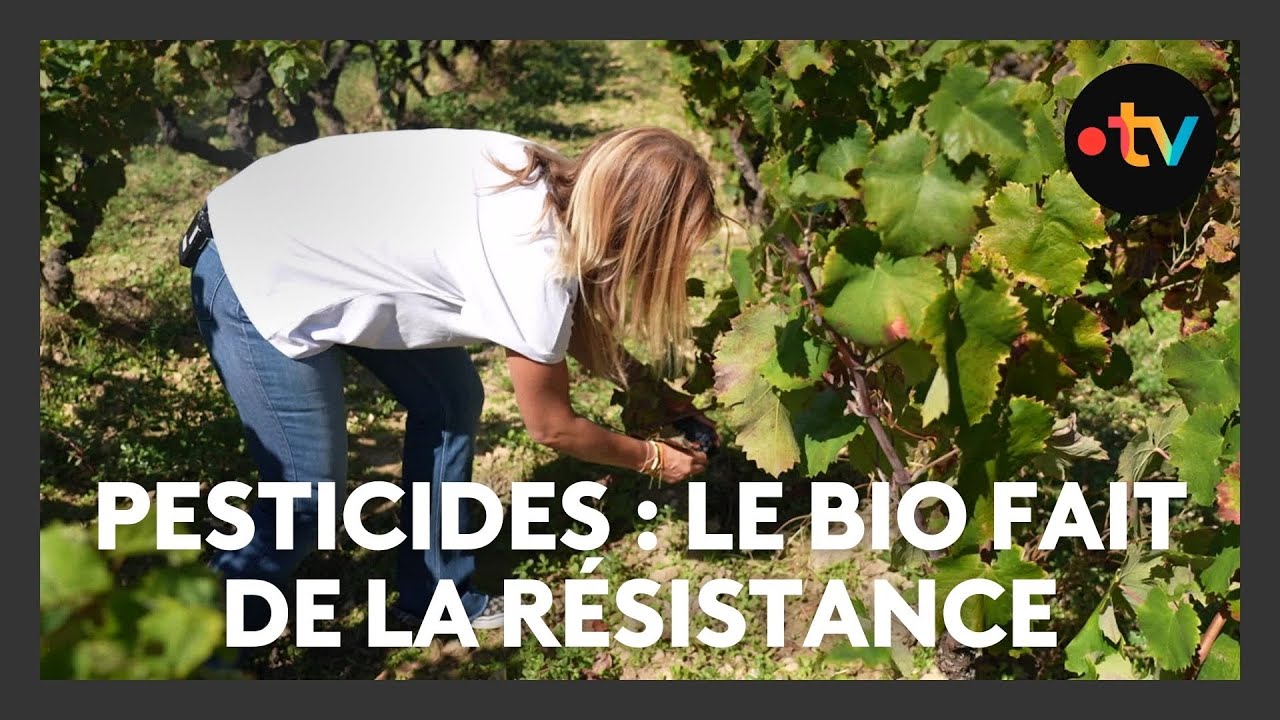 Exposition aux pesticides : une étude confirme la surexposition des riverains vivant près des vignes
