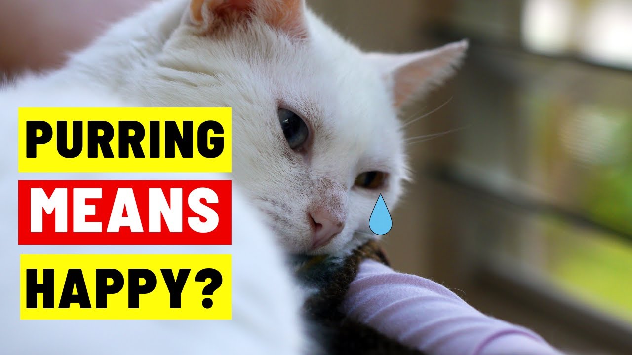10 Cat Myths You Have to STOP Believing Now