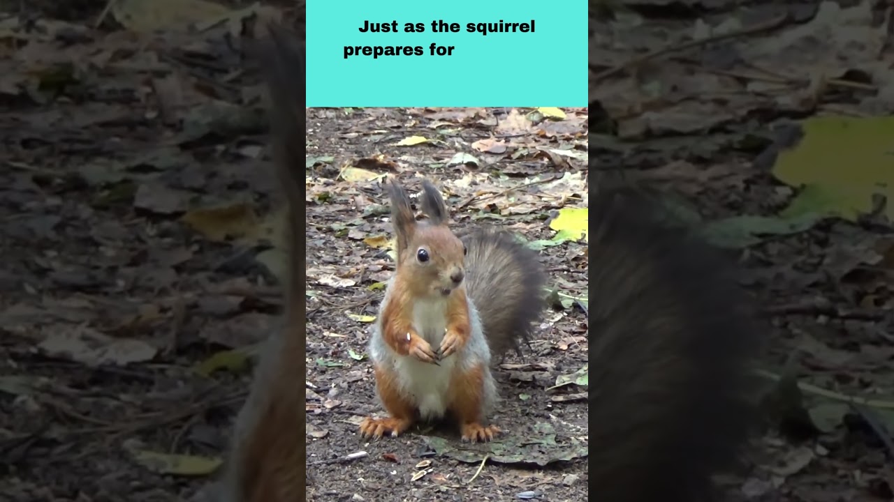 Lessons from the Squirrel: Wisdom in Small Steps  #viral #glossykrypto #shorts