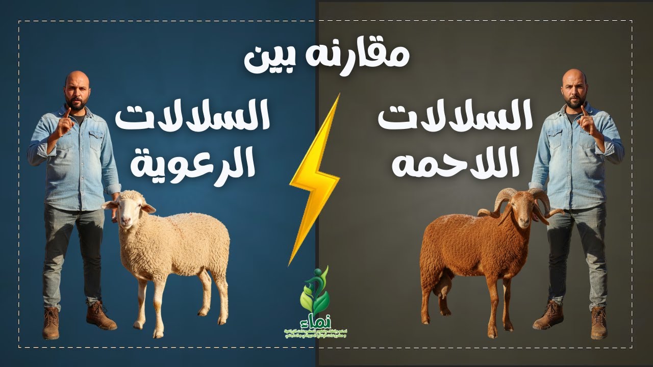 مقارنه بين السلالات اللاحمه و السلالات الرعويه