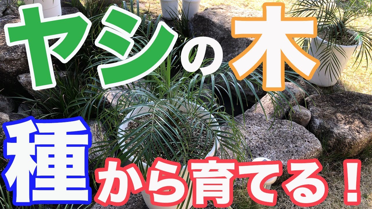 ヤシの木を種から育てる！観葉植物フェニックス・ロベレニー編