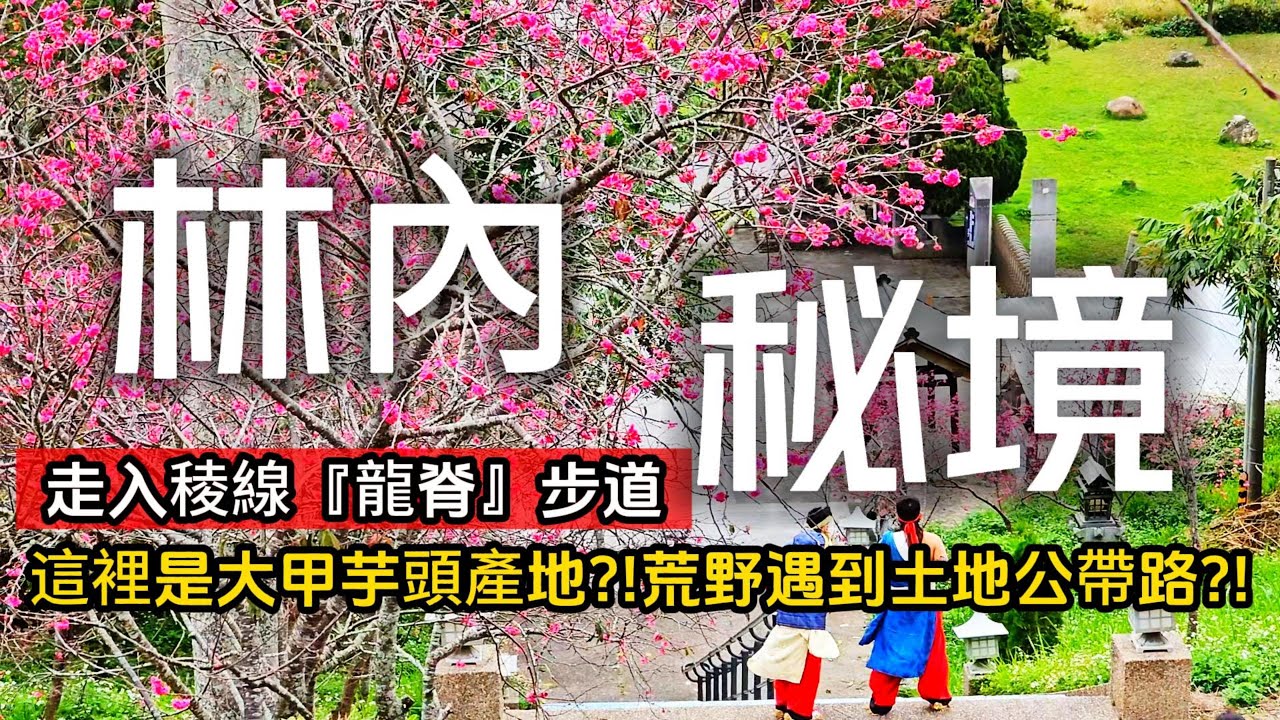 什麼❗你不知道林內這麼好玩❓一日芋頭農體驗｜猶如「龍脊」的秘境高空步道｜鴨子大軍種咖啡｜迷航荒野遇到土地公指路❓｜秒到日本的神社鳥居｜田中央無菜單料理｜林內❌雲林｜TAIWAN｜