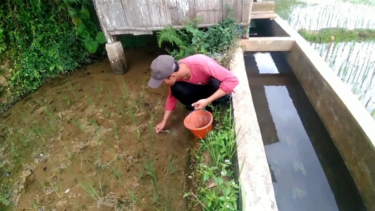Mencari Keong di Sawah || MASAK KEONG SAWAH