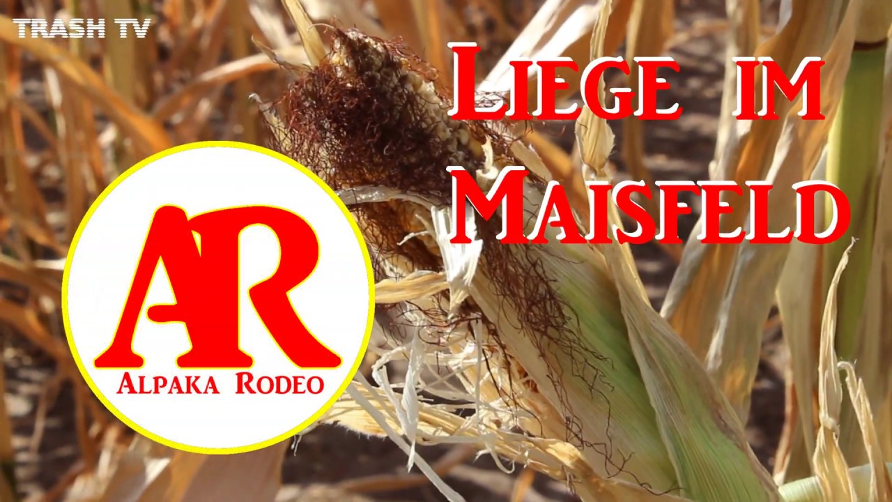 Alpaka Rodeo - Liege im Maisfeld