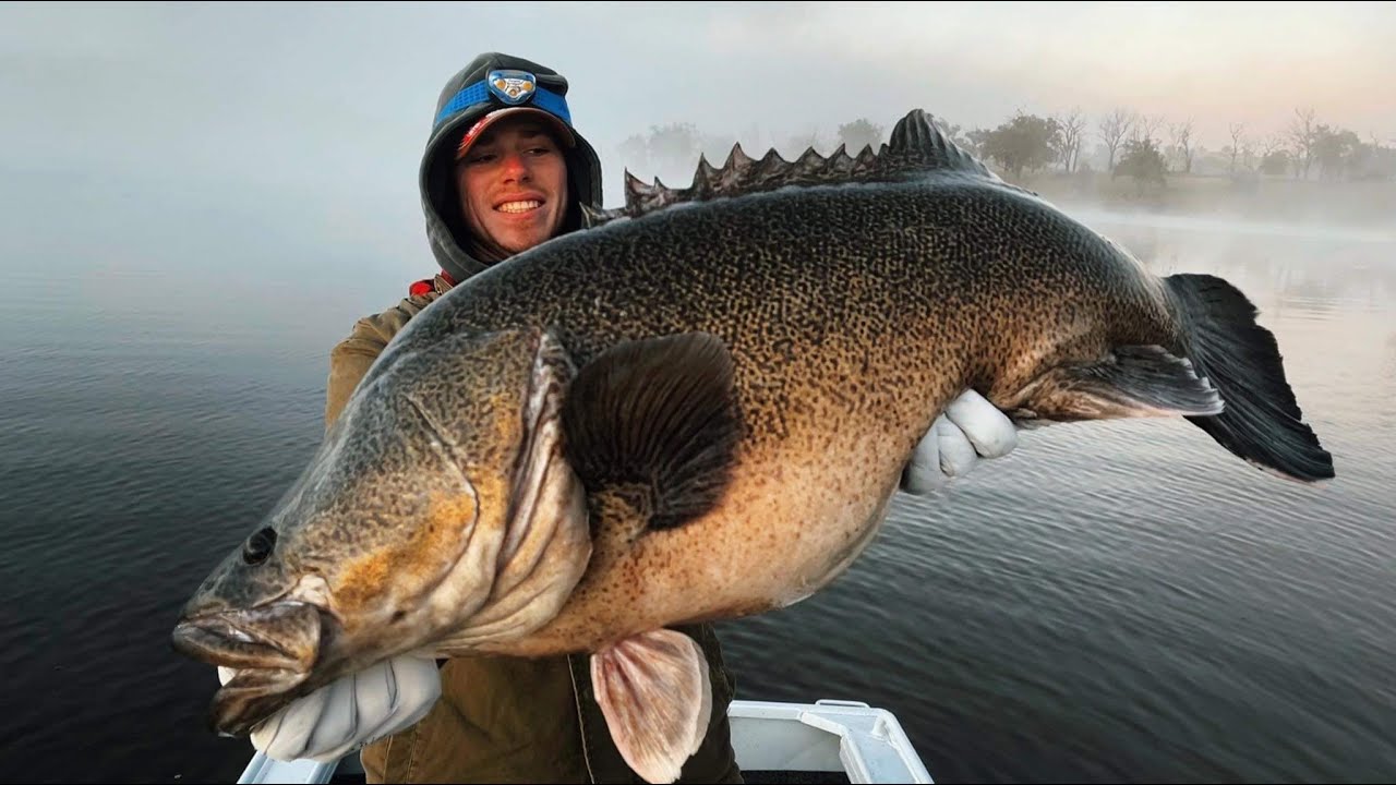 murray cod topwater hits