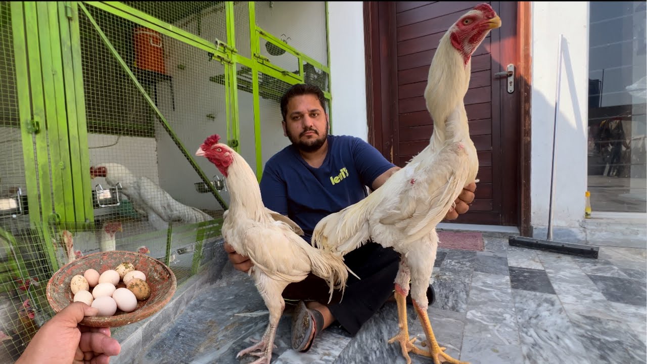 New Entry White Murgaa, Shamo Aor Pakistani Ak Shat, The World Biggest Shamo Hsn Home Breed, Hen