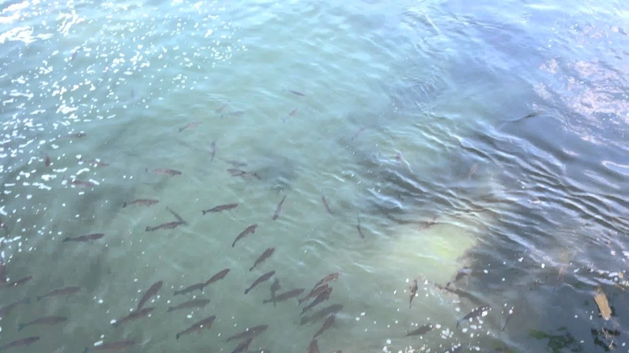 Photo 198 fish