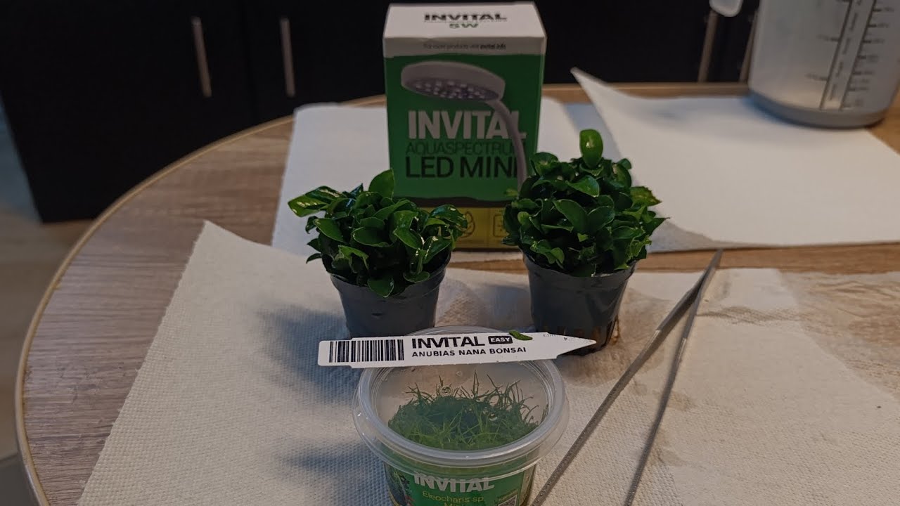 Nano Akwarium - Rośliny, Oświetlenie.