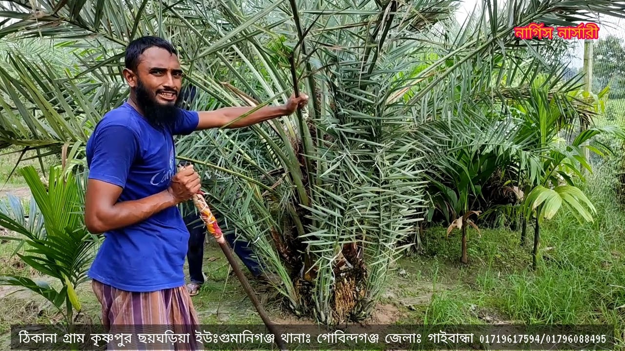 খেজুরের কলম কি/ খেজুরের কলম পদ্ধতি