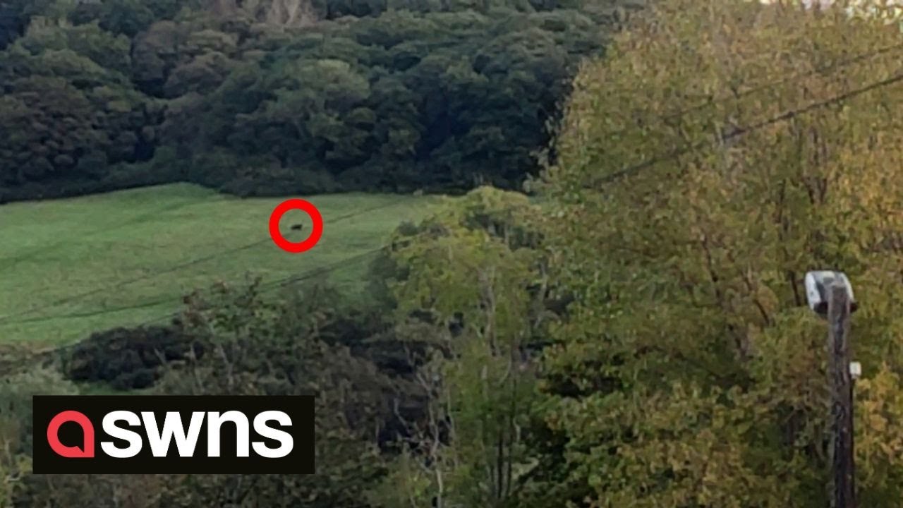 'Black panther' spotted in field - in Wales | SWNS