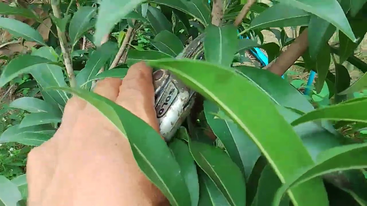 ตัดแต่งกิ่งต้นละมุดครับ