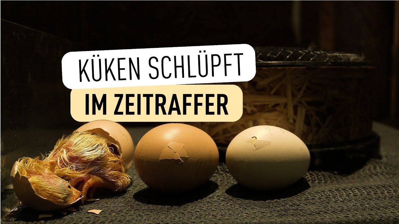Vom Ei zum Huhn bei den Sulmtaler Hendln I Tiergarten Sch&ouml;nbrunn