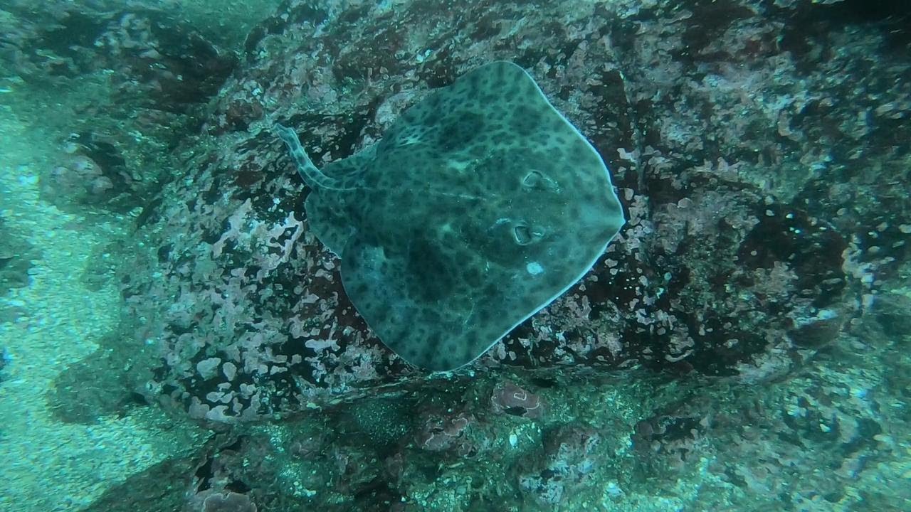 Buceo apnea playa Los Lilenes Con Con Chile