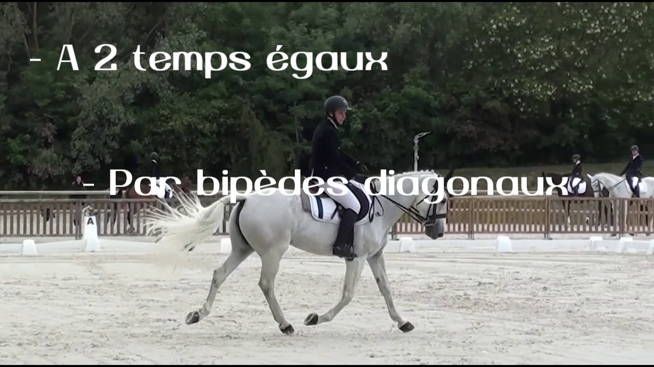 Galop 3 - 4 : Le Mécanisme des Allures