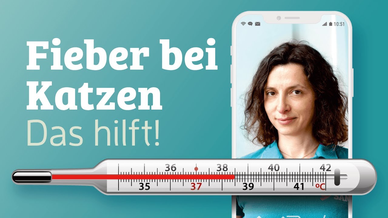 Fieber bei Katzen 🐱🤒 (Ursachen, Anzeichen & Gegenmittel) | Dr. SAM - dein Online-Tierarzt