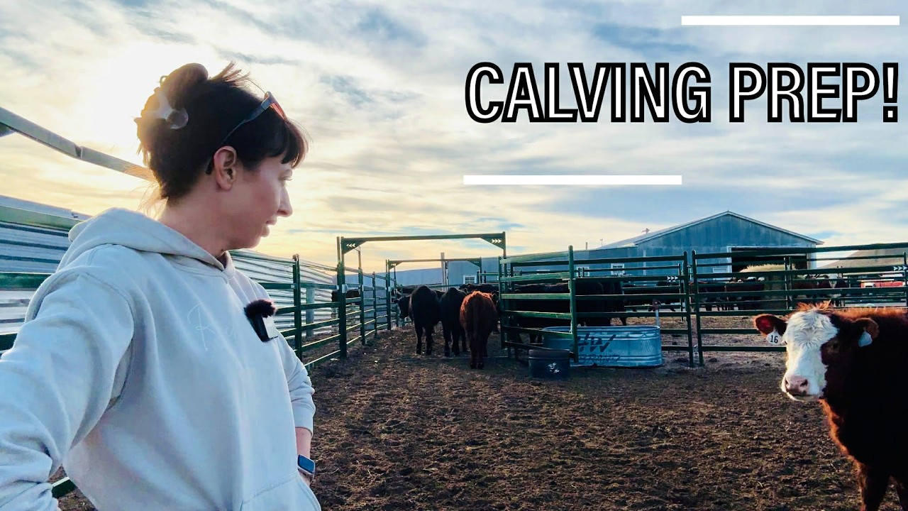 Calving Starts Soon… Sorting the Bred Heifers
