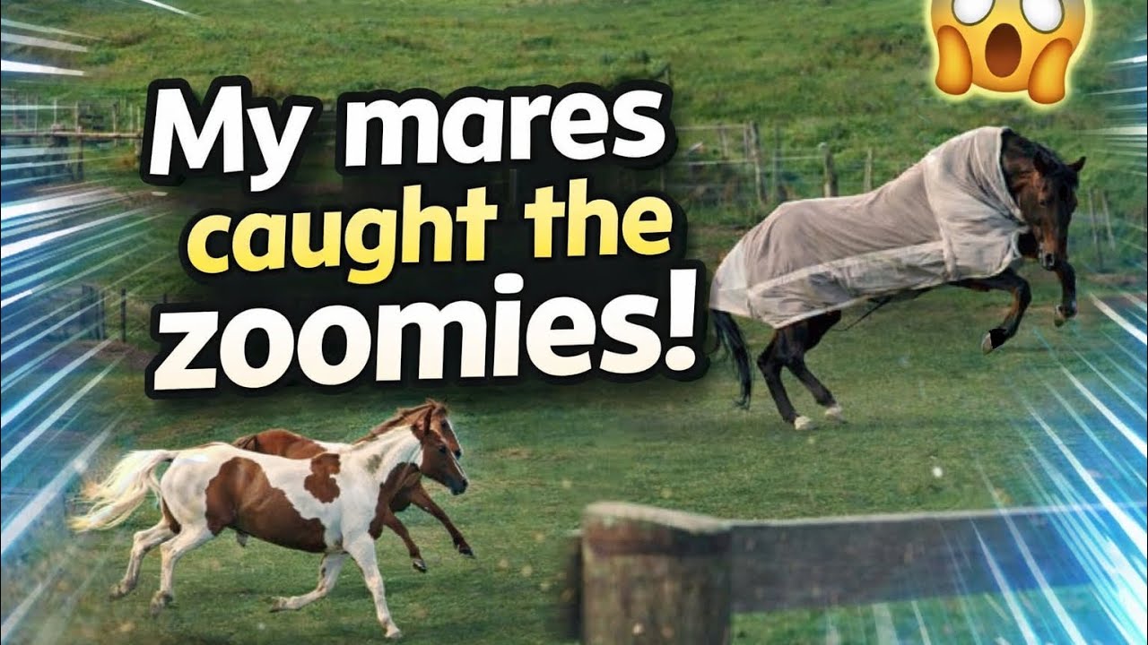HORSE ZOOMIES! / My 3 mares having a great time, bucking, rearing, bolting and more! 