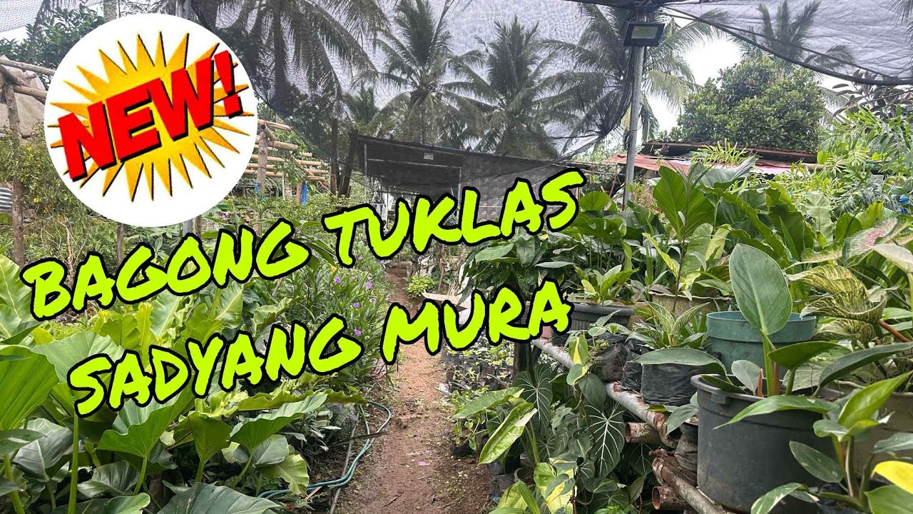 JACKPOT 1ST TYM MAVLOG TIYAK PUPUNTAHAN MURA!!! #CECIILESGARDEN #PLANTTOUR #NEWGARDEN #GARDEN
