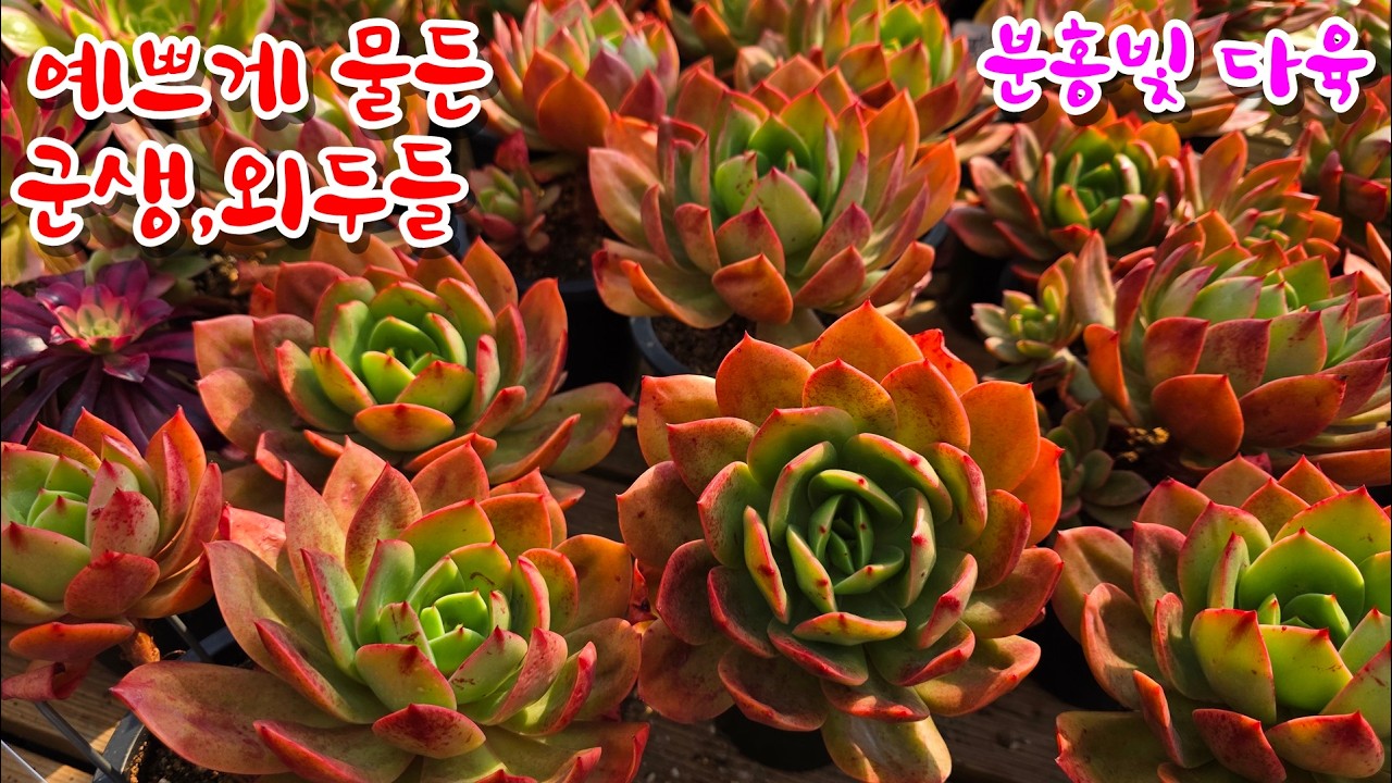 [26/2/20] 예쁘게 물든 군생,외두들