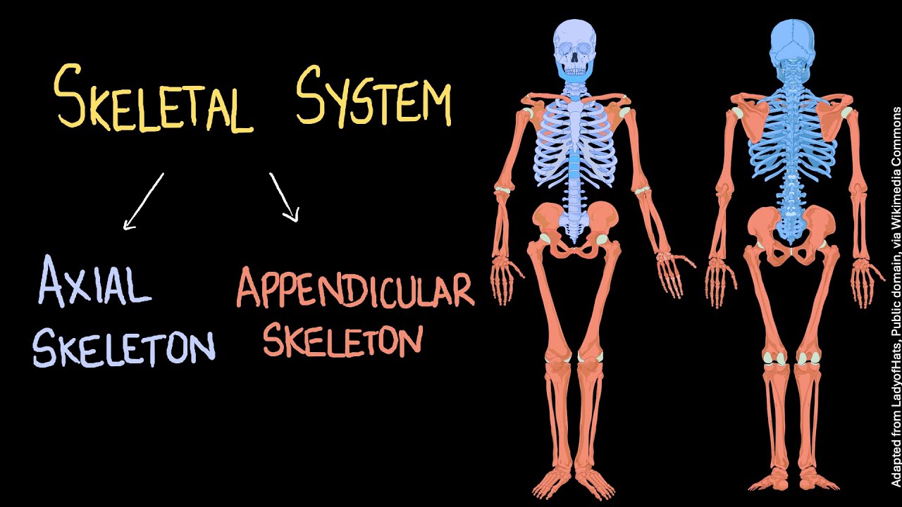 Human Skeletal System | Our Skeletal System and the Skin | Middle School | Science | Khan Academy