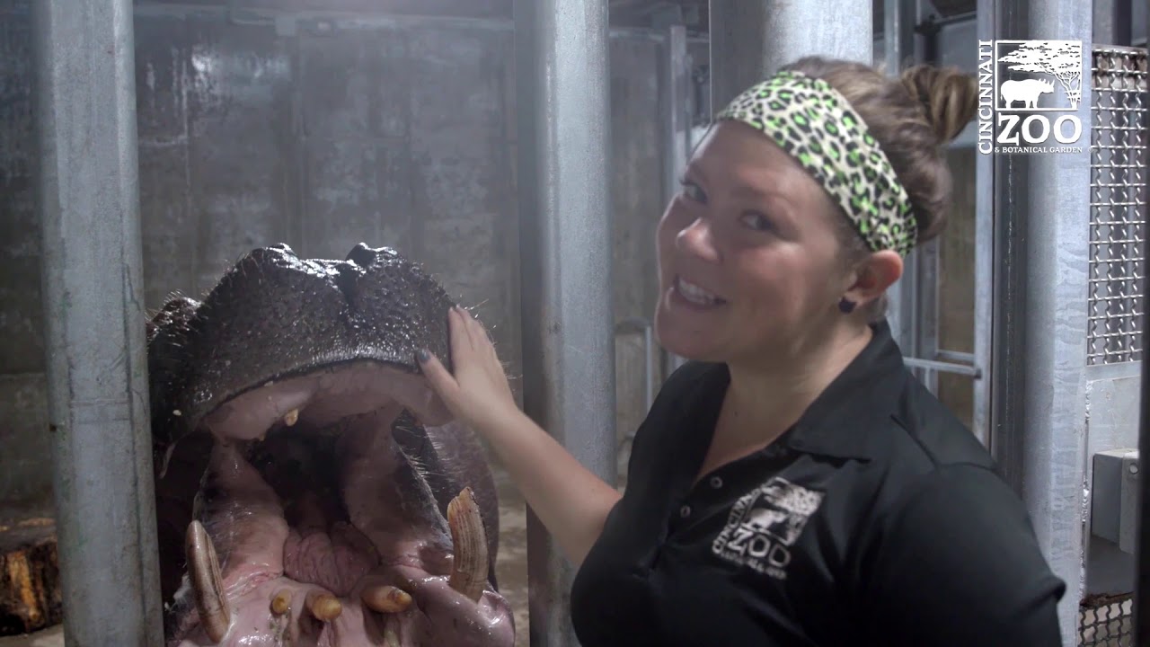 Hippo Fiona and Her Moms Favorite Foods Part 1 - Cincinnati Zoo