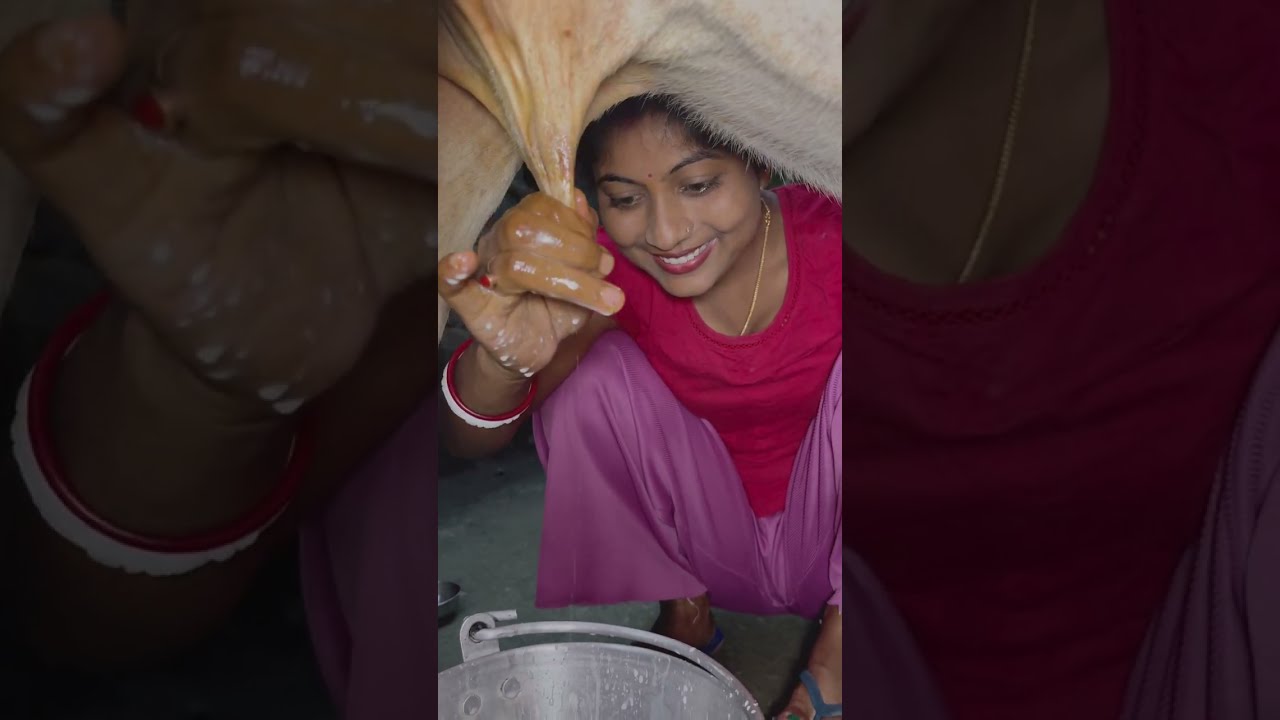 বাচ্চা মুখ না দিয়েই কমলীর দুধ ফিনকি দিয়ে ঝরে পড়ছে🍼😋 || কমোলির দুধ ভিড়েনে নেই দুধ সব বাঁটে🤭