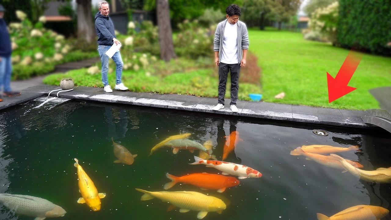Largest Koi Fish I've Ever SEEN In a Backyard Pond!